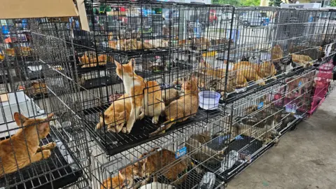 Vietnam Police Crack Down on Cat‑Theft Ring, Rescues 400 Animals