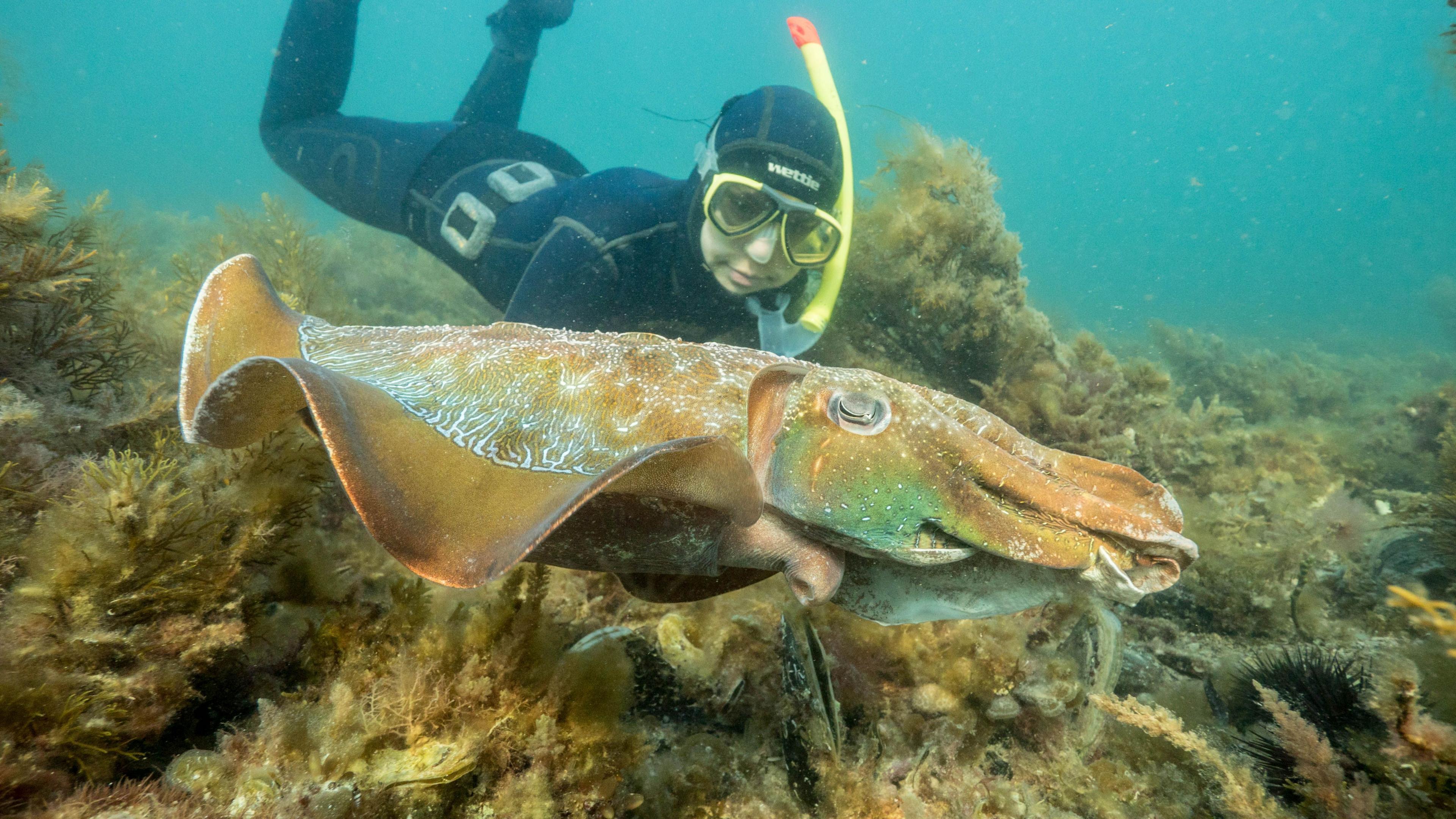 Cuttlefish Crash: Australia’s Big Mating Bash Shrinks