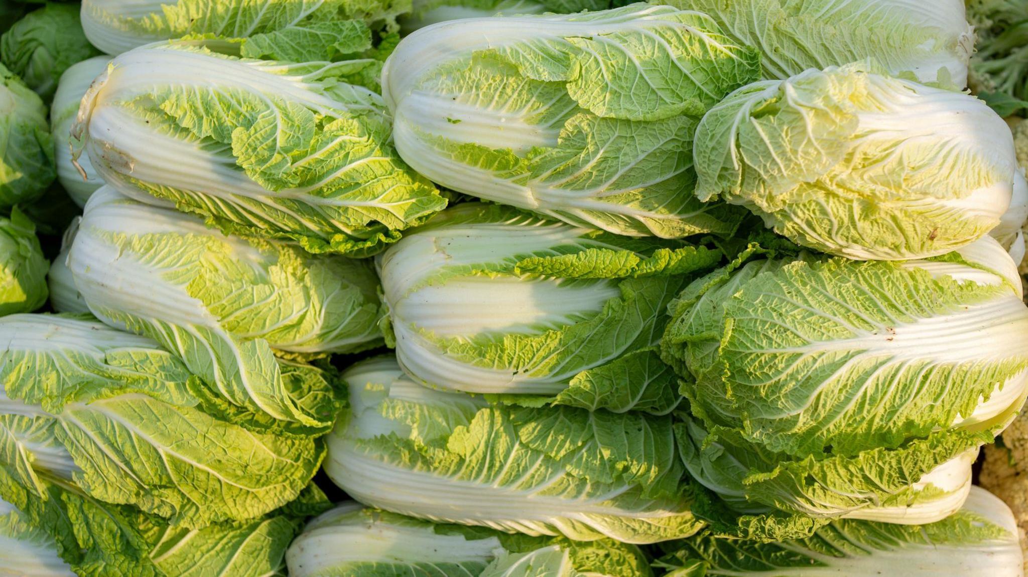 Cabbages Get a Shock: Formaldehyde Used to Keep Veggies Fresh, China Investigates