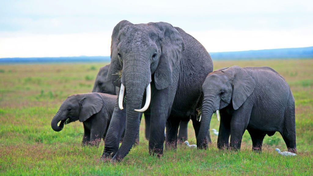 Kenya's Elephant Mystery: Is Poison in Tomato Farms the Culprit?