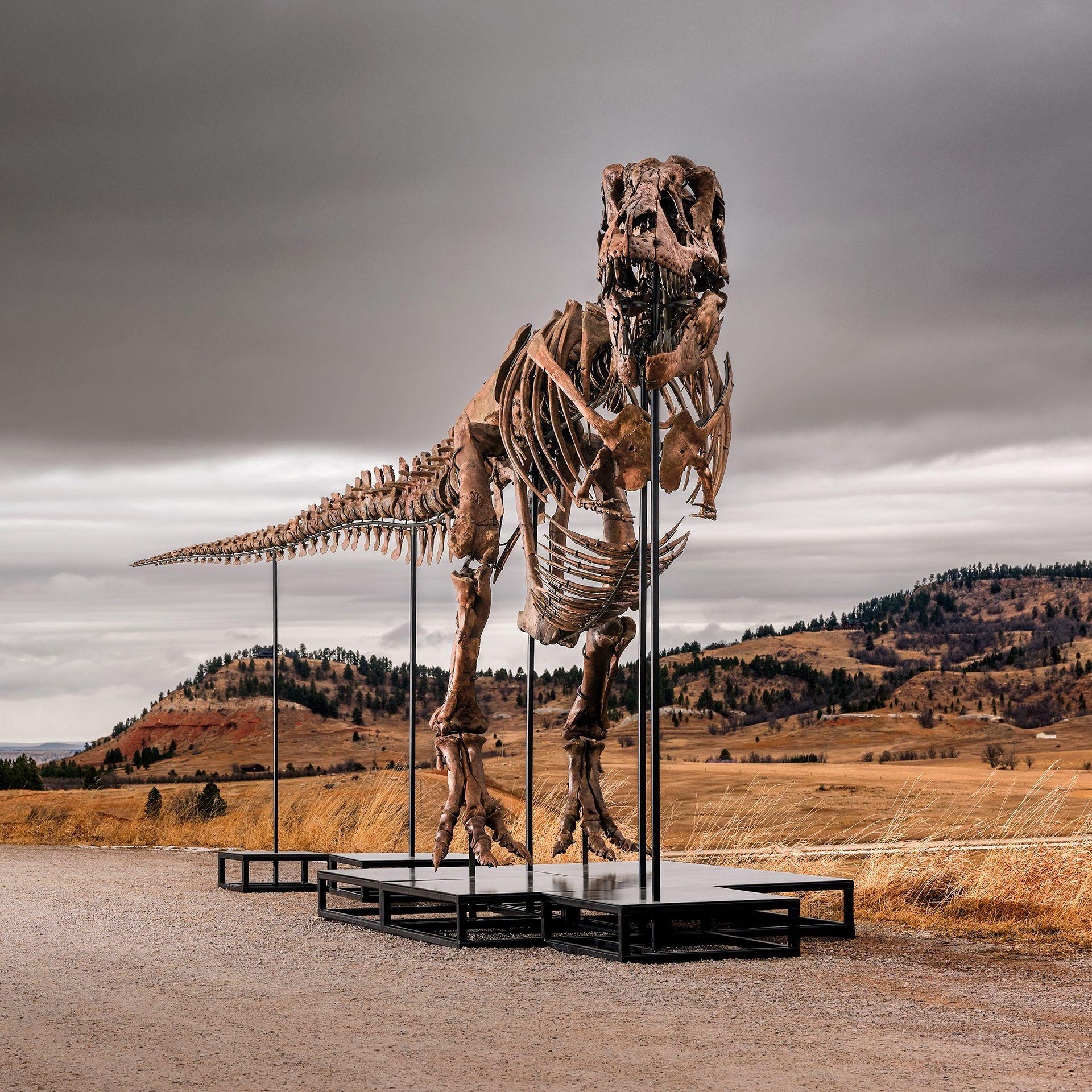 T. rex on the auction block: why a fossil is worth more than $30m
