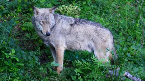 Mystery Poisoning Claims 18 Wolves in Italy's National Park
