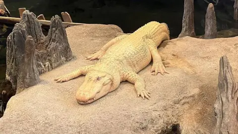Farewell Claude: San Francisco Celebrates Beloved Albino Alligator