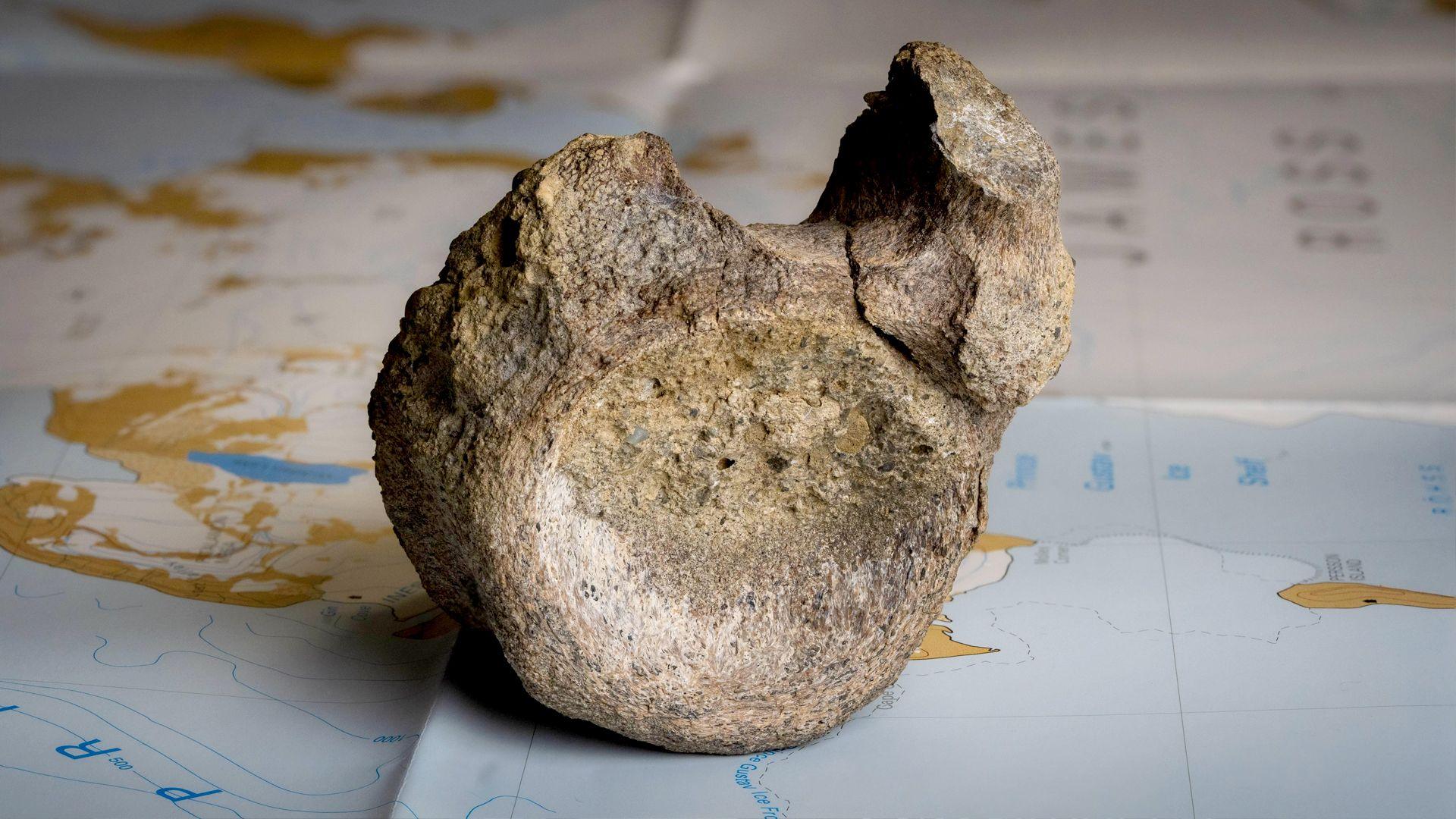 Antarctica's First Dinosaurs: Bone Found in an Old Drawer