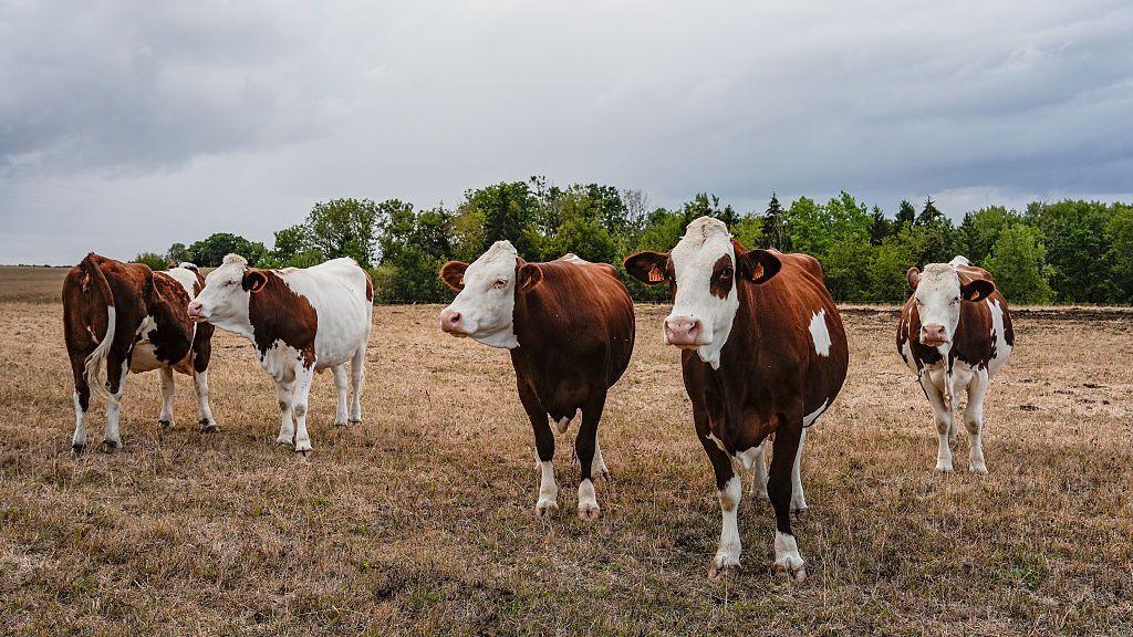 Shamonda Virus Shakes France: First Human Case Sparks Global Alert