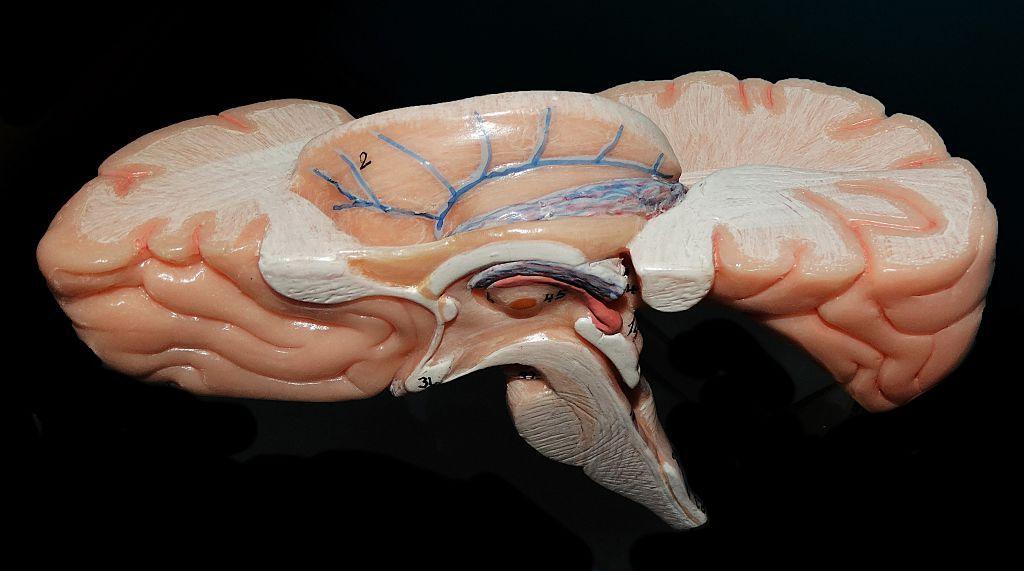 Indian Scientists Build 3‑D Brainstem Atlas – The Next Big Brain Map