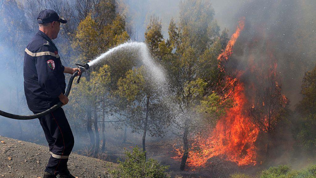 Wildfires Claim 12 Lives in Northern Algeria During Record Heatwave