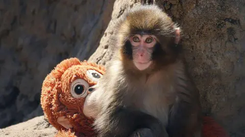 Monkey Business: Two Men Arrested After Jumping into Punch's Enclosure