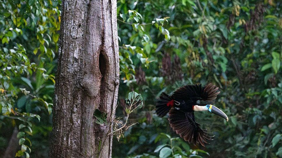 Amazon Trees Go Low: Brazil Cuts Deforestation Ahead of Election