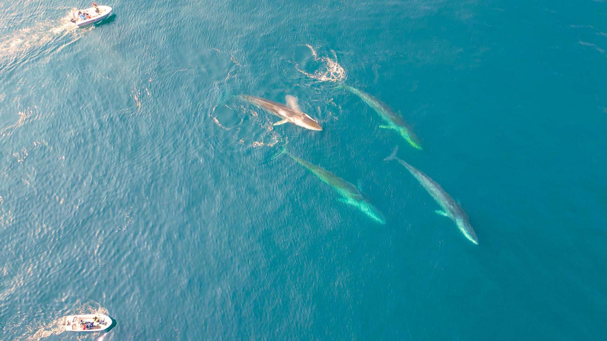 Giant Whales Claim Greenland's Ice‑Free Seas