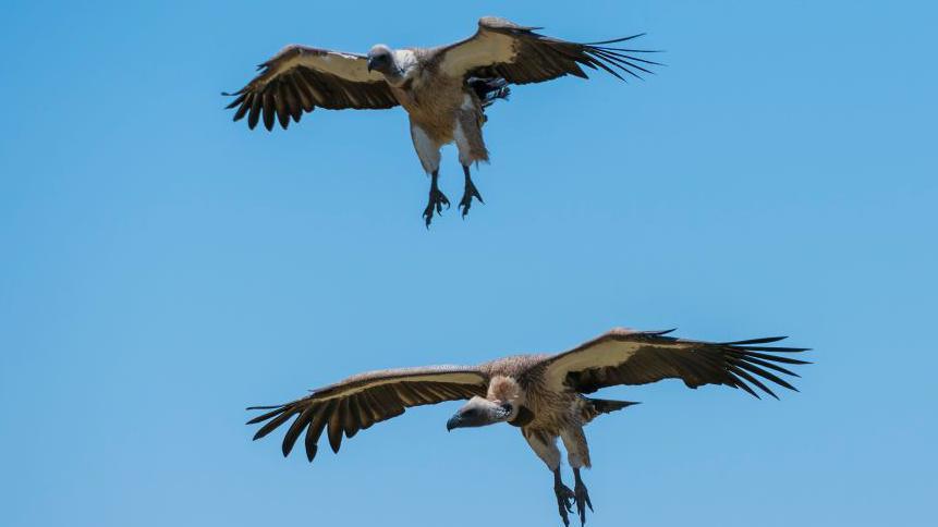 Vulture King: Nigeria’s Defender of the Sky
