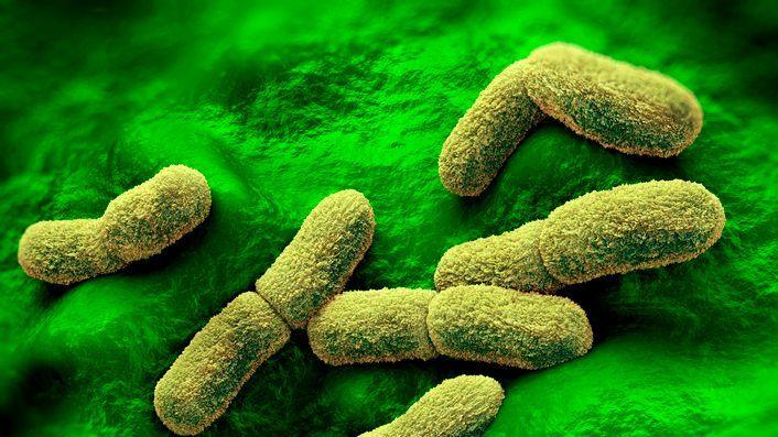 Yersinia pestis illustration