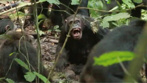 Chimpanzees in Uganda Engaged in Civil War