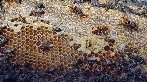Arson Attack Claims Half a Million Bees in the Netherlands
