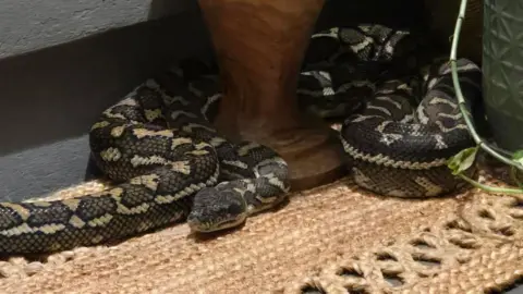 A Slithery Surprise: Australian Woman Wakes Up to a Python on Her Chest