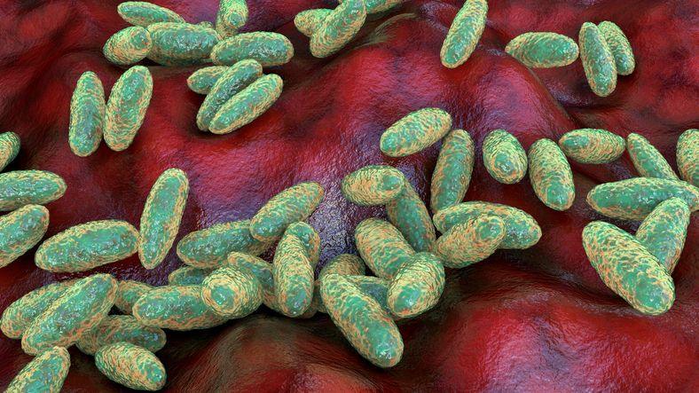 The Plague That Still Pokes: How Pneumonic Plague Survives