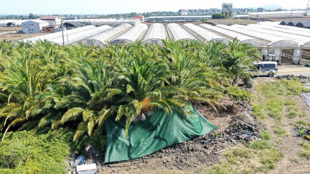 Jeju Island Tragedy: Missing‑Person Scandal Instigates Police Shake‑up