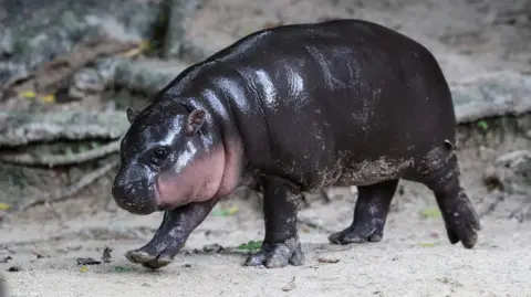 Viral Hippo Moo Deng: Man Fined for Breaking Into Her Enclosure