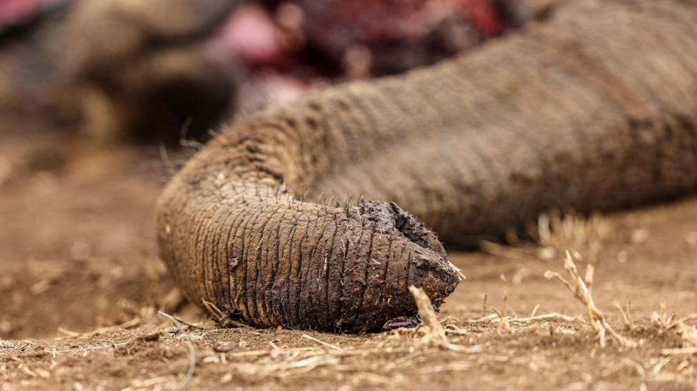 Four Arrested Over Elephant Poisoning in Kenya