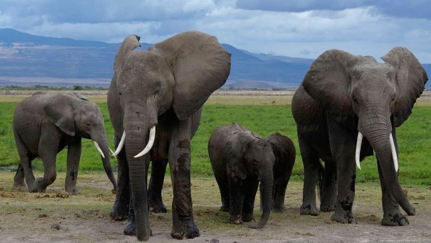 15 Kenyan Elephants Die After Poisoned Tomato Pesticide