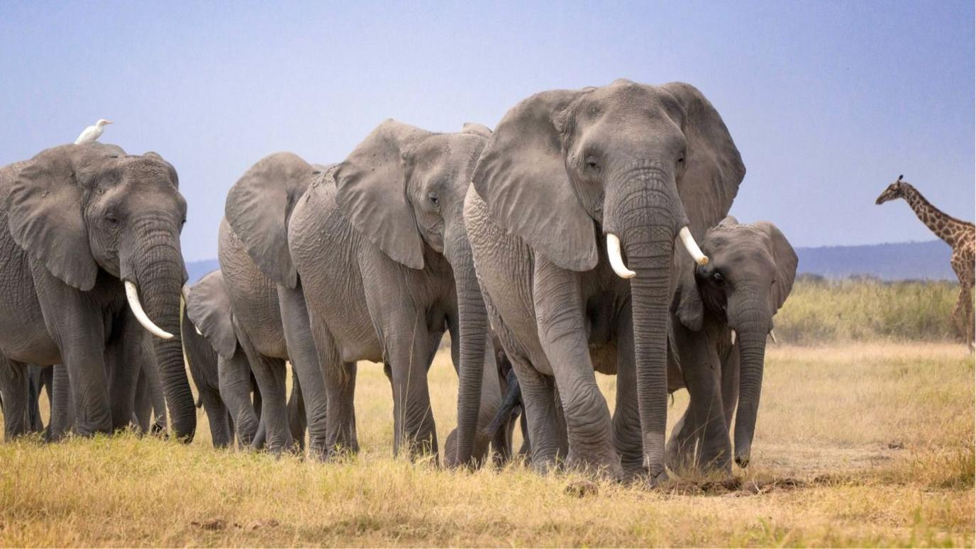 Mysterious Elephant Deaths: 14 Calves Vanish Near Kenya's Amboseli