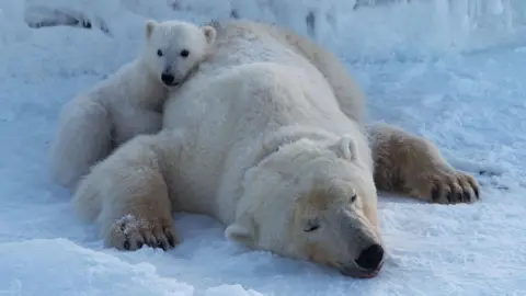 Surprising Findings: Polar Bears Getting Fatter in a Melting World