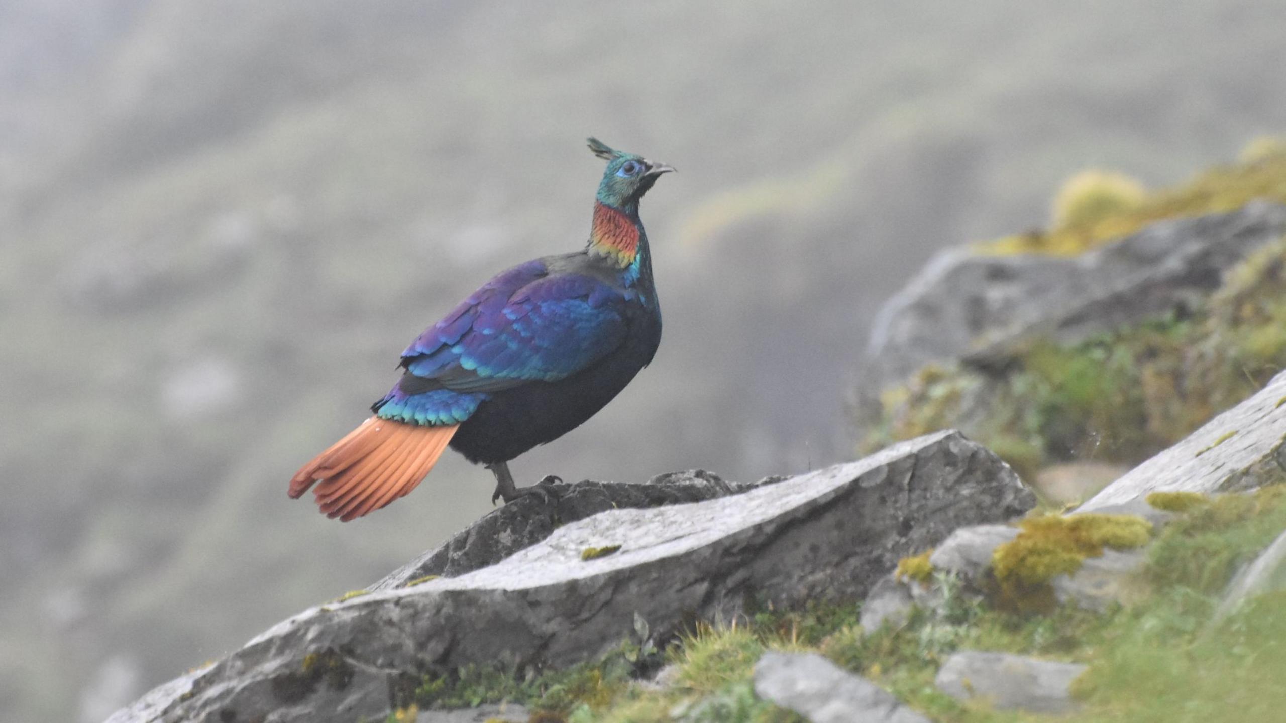 Monal Birds Raise Their Voices Amid Himalayan Tourist Boom
