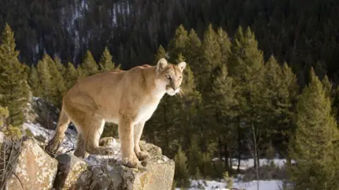 Tragic Mountain Lion Attack Claims Hiker's Life in Colorado