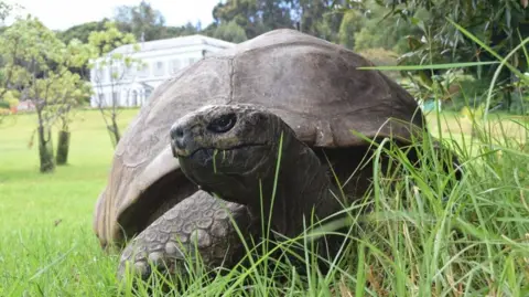 Farewell to Jonathan: The World's Oldest Tortoise Passes Away at 193