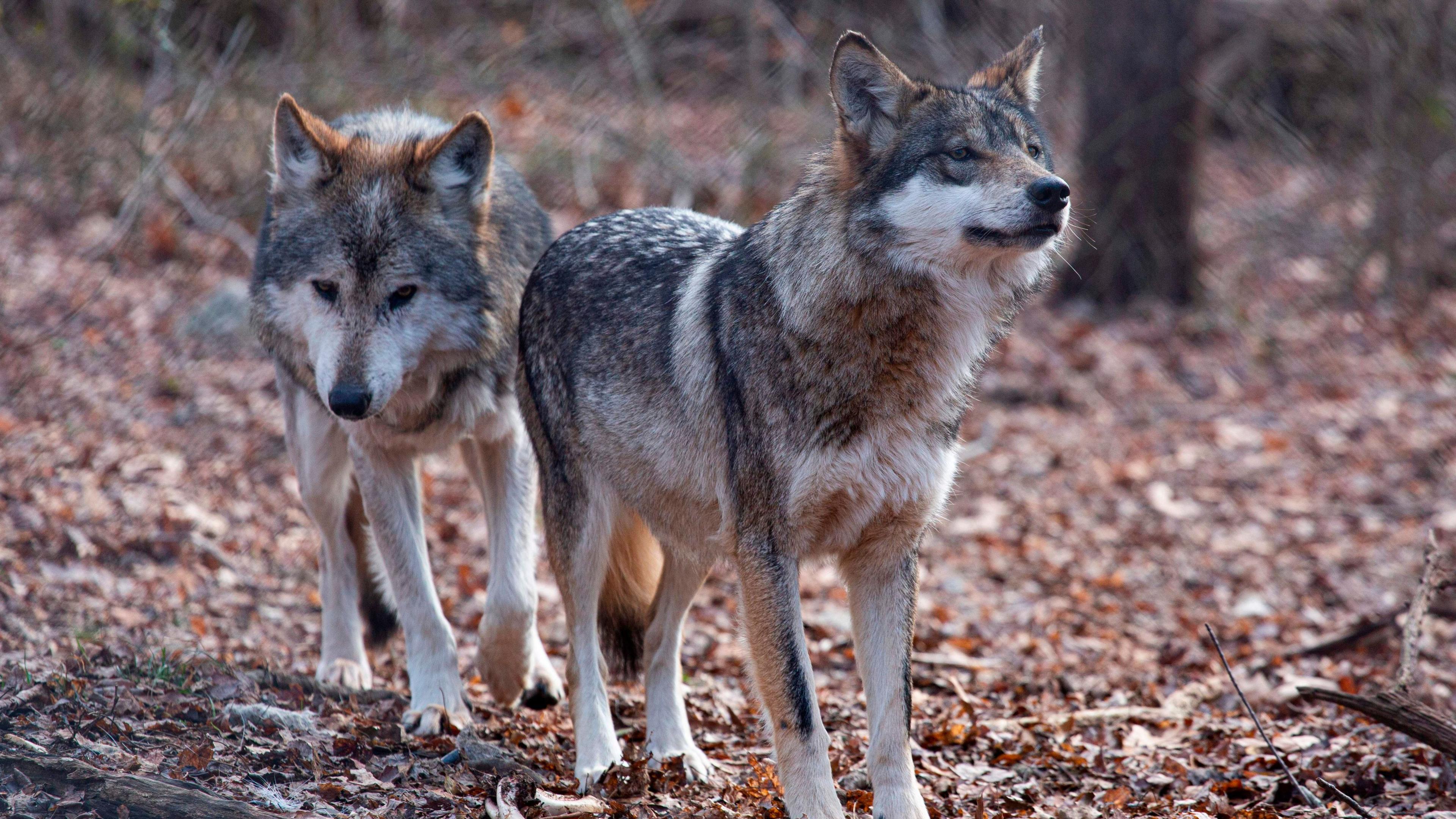 Trump’s Wolf Order: A Fast‑Pitch Debate
