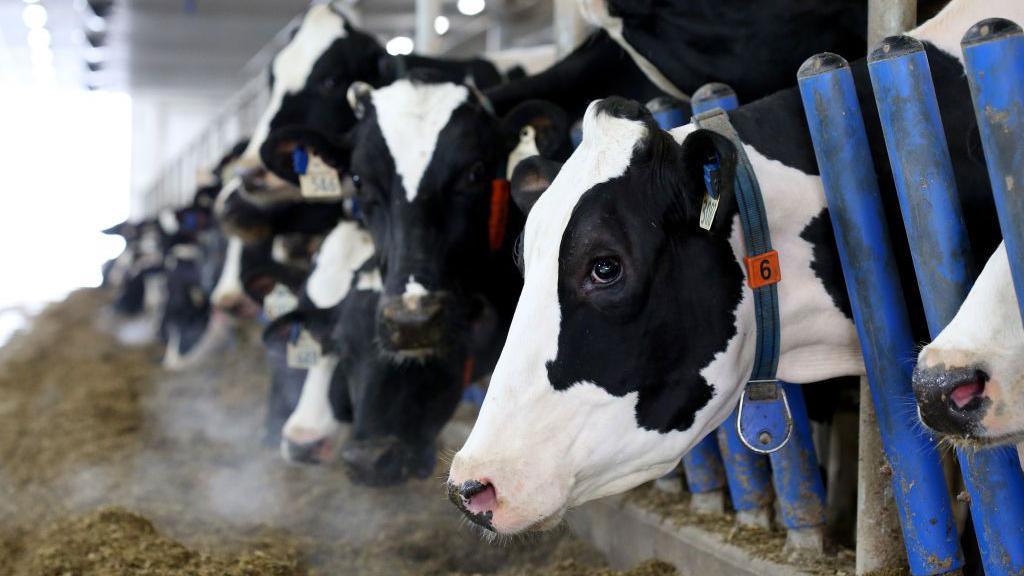 Canada’s Dairy Dispute: Trump’s 50% Tariff Threat & Why It’s a Big Deal