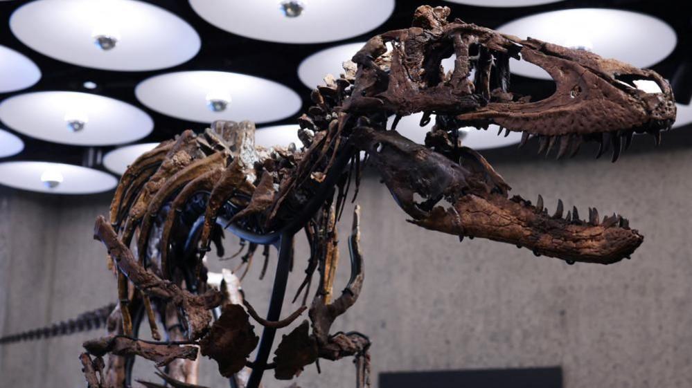Dinosaur Auction Alert: £4.5m Giant Skeleton Heads to New York