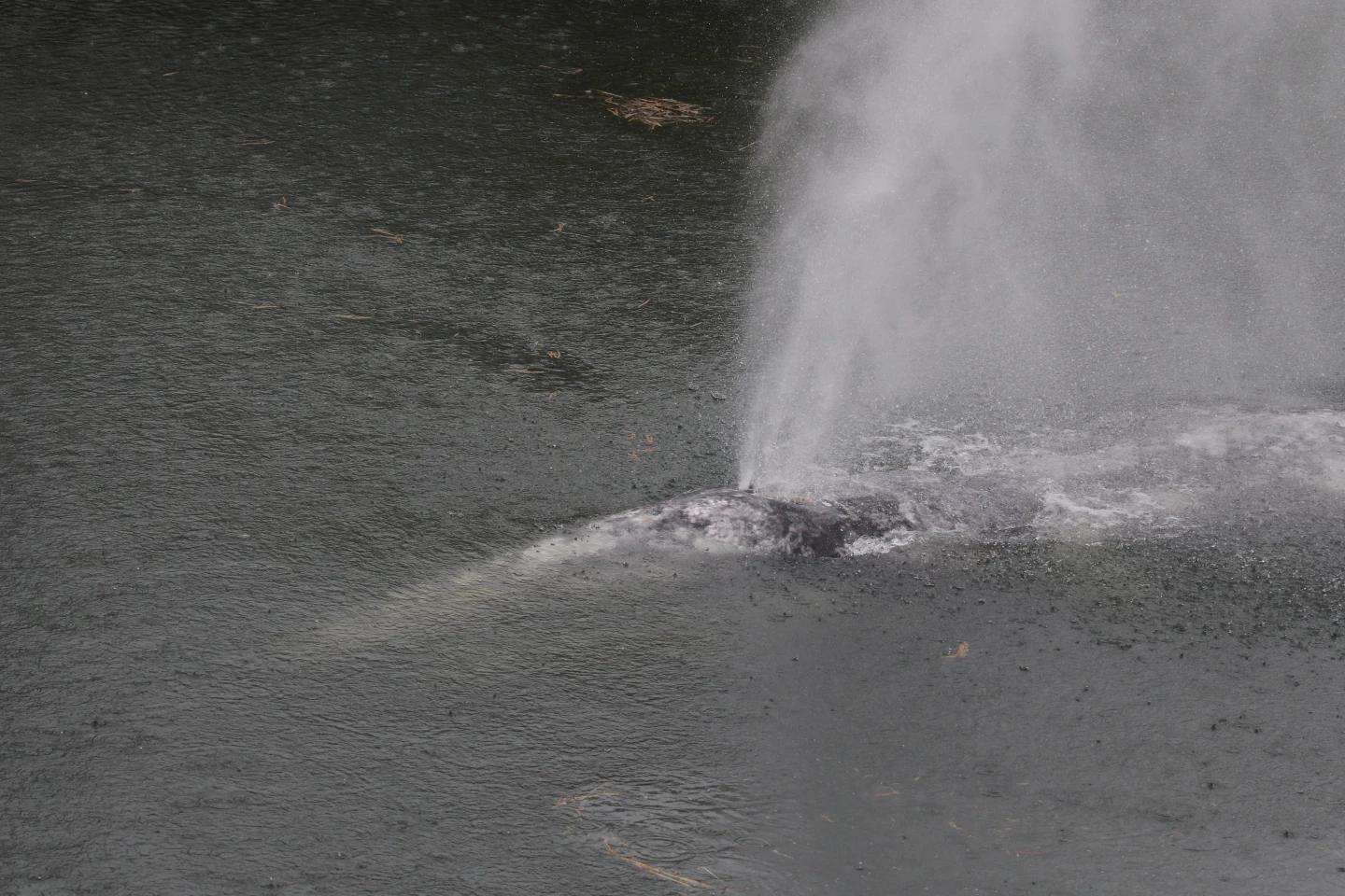 Tragic End for Gray Whale on River Adventure