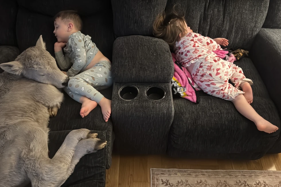 Cuddly Calf: Family Rescues Newborn from Deep Freeze