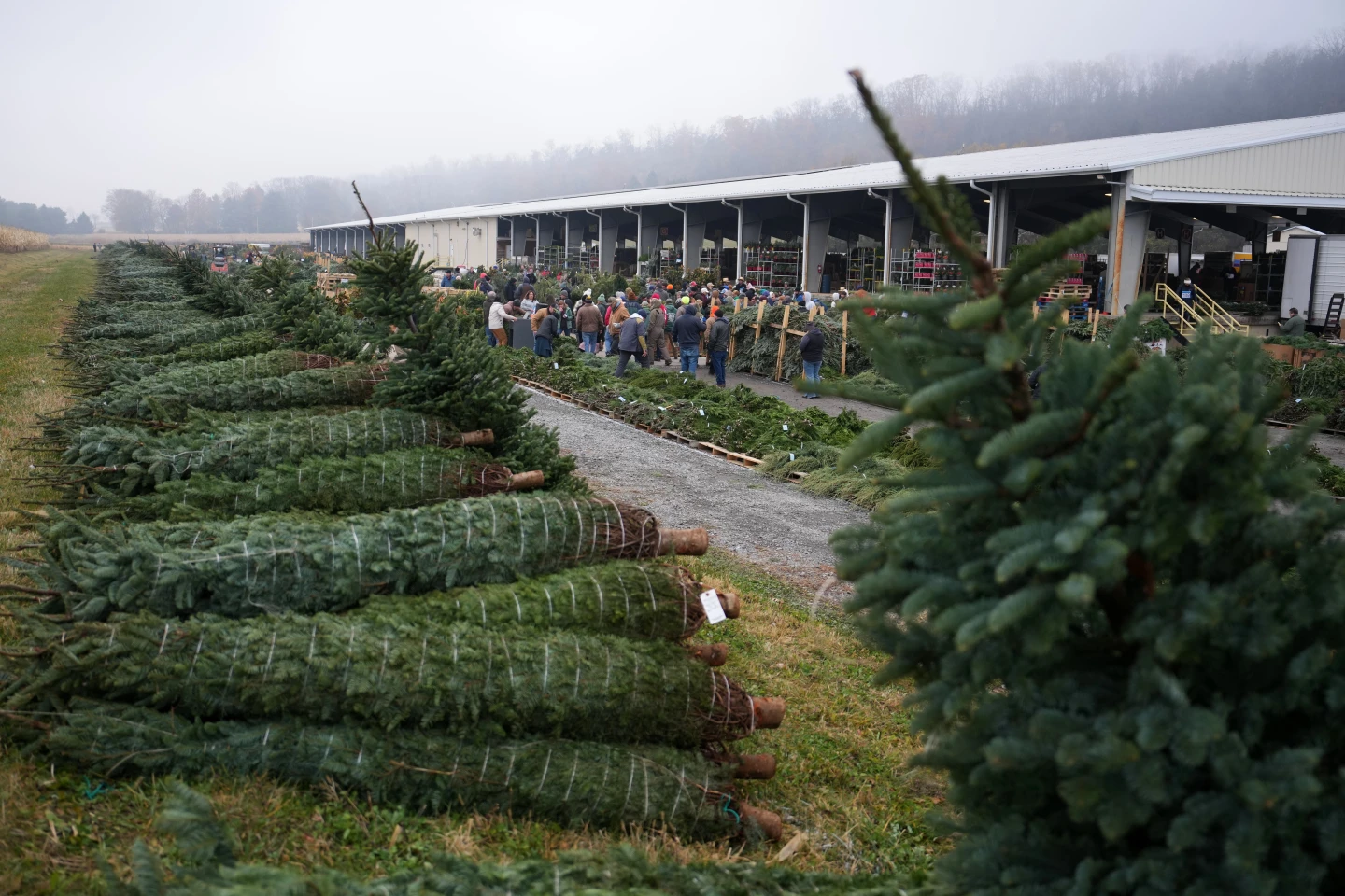 Christmas Comes Early: Big Tree Auction Thrills in Pennsylvania