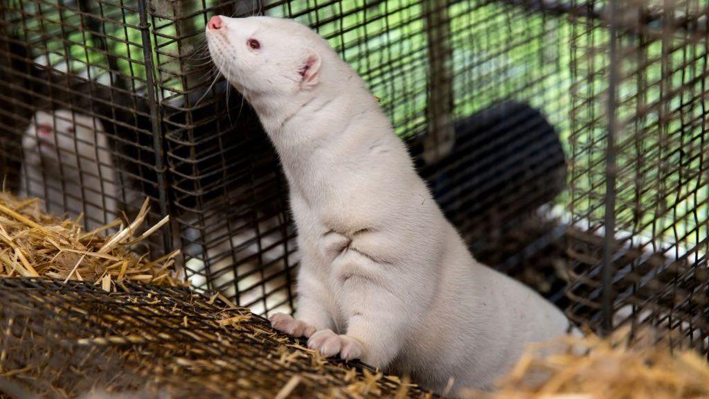 Denmark Ends Mink Farming: A Big Paws-Off
