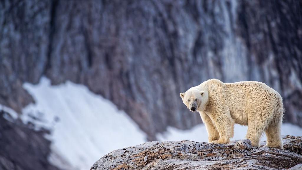 Foghorn Fired, Polar Bear Stirs – Arctic Fine Scoops the Spotlight