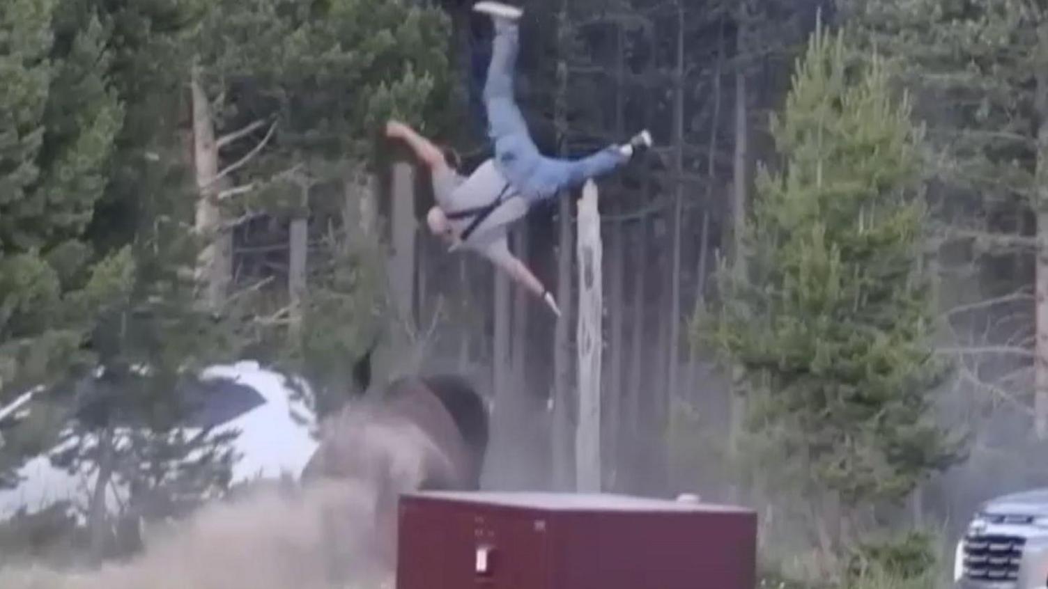 Bison Ramps Grandfather into the Air at Yellowstone